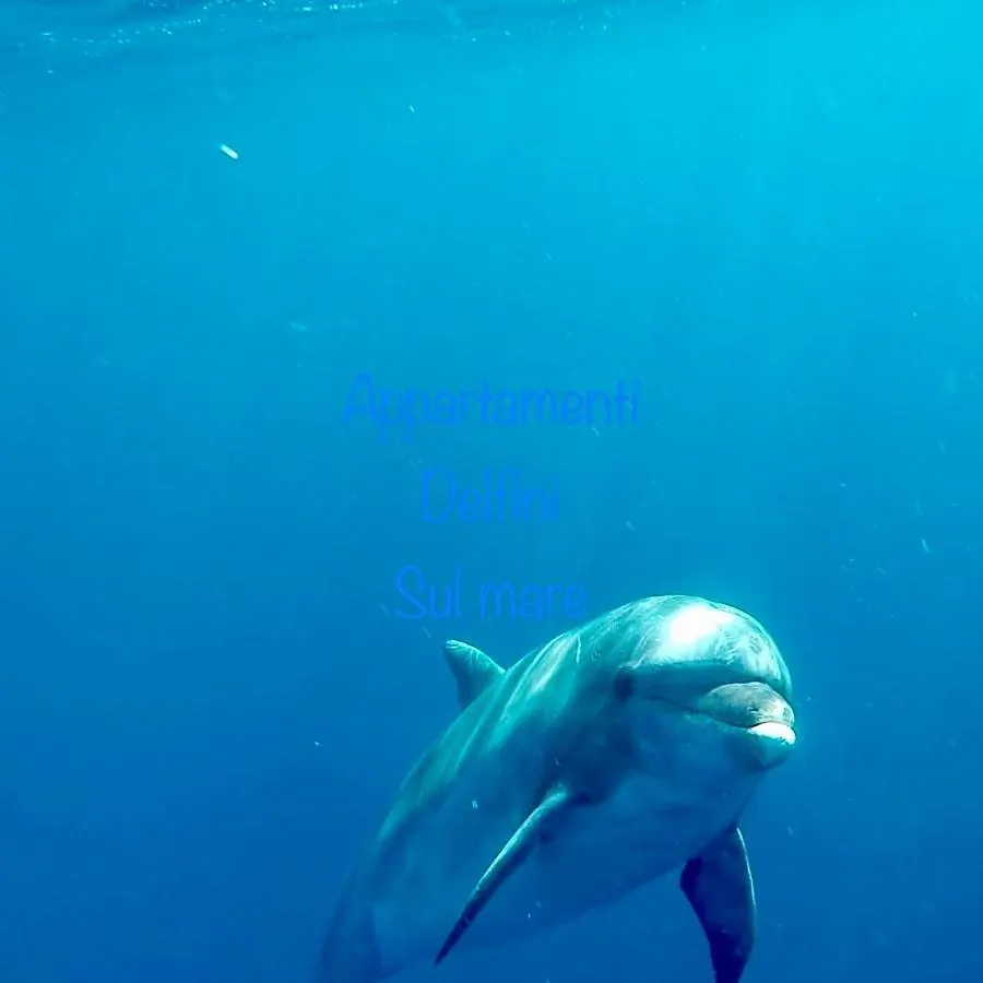 Appartamento Delfino Bianco Golfo Aranci